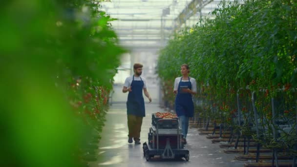 Zemědělci kontrolují sadbu zeleniny a kontrolují čerstvá rajčata ve skleníku. — Stock video