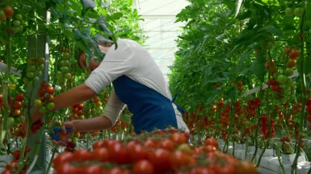 맑은 현대식 농장에서 신선 한 토마토를 모으고 있는 온실 사업가 — 비디오