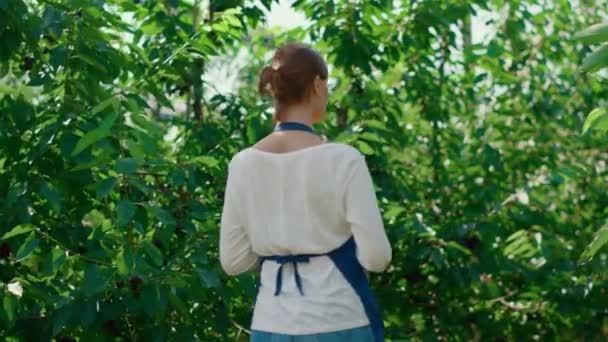 Женщина-агроном анализирует растения в современной теплице — стоковое видео