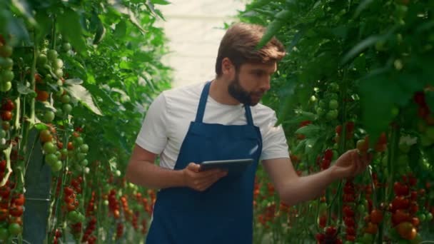 Botaniczny naukowiec zbierający tabletki badawcze zbierające pomidory w szklarni — Wideo stockowe