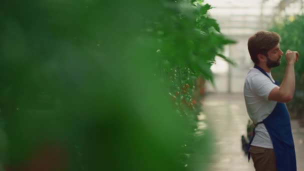 Business farmers inspecting tomatoes cultivation progress in plantation house. — Stock Video