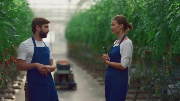 Команда предпринимателей обсуждает выращивание овощей в томатной ферме — стоковое видео