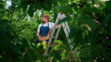 Çiftlikteki tarım işletmesi sahibi güneşli bir günde kiraz kasası tutuyor.