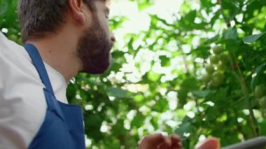 Bahçe işçisi bahçedeki sebze toplama işlemini denetliyor.