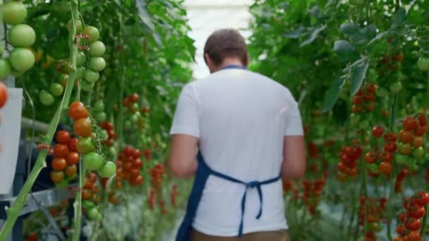 Eigenaar van landbouwbedrijven die tomaten controleert aan de hand van gegevens uit tabletonderzoek in de kas. — Stockvideo