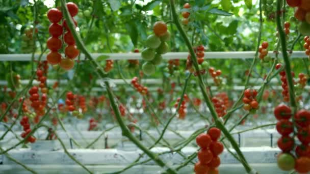 Tomates que crecen en invernadero jardinero cosecha caja de verduras frescas rojas — Vídeos de Stock
