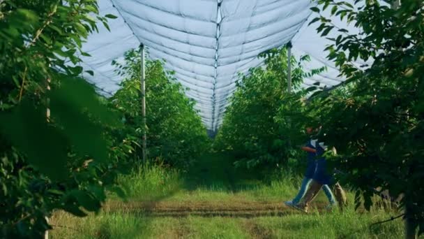 Agronom para sprawdzanie uprawy produktów roślinnych w letniej plantacji ogrodowej. — Wideo stockowe