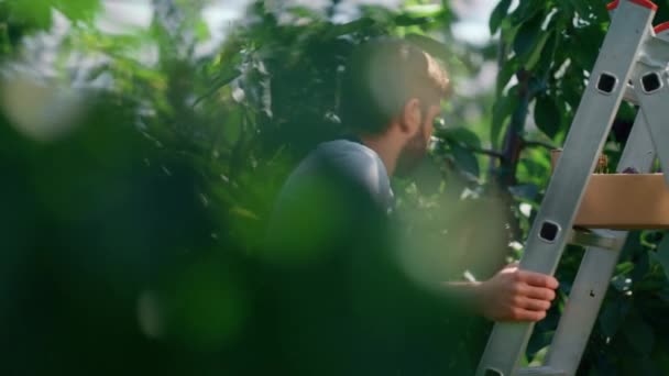Zemědělský dělník sklízí třešňové ovoce ze stromů v klidné letní zahradě — Stock video
