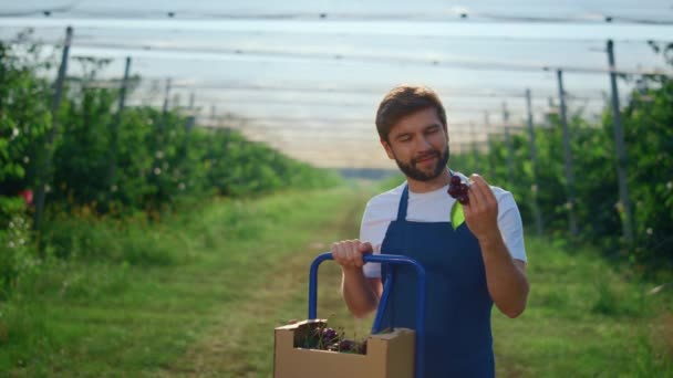 Agrarian man sätta färska körsbär i rutan på soligt utomhus modernt växthus. — Stockvideo