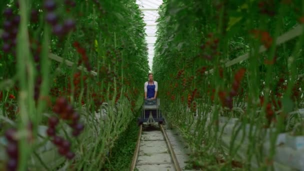 Recoltarea plantelor de tomate o femeie fermier inspectarea. Conceptul industriei agricole Agro. — Videoclip de stoc