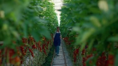 Tarım ekibi modern çiftlik evindeki sebze eko domatesleri kontrol ediyor..
