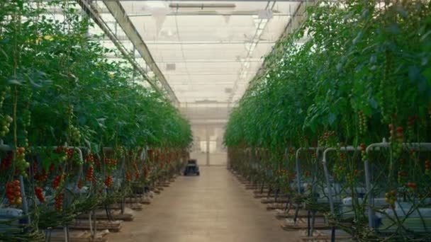 Tomates cultivando invernadero moderno. Hortalizas cultivadas en plantaciones vacías. — Vídeos de Stock