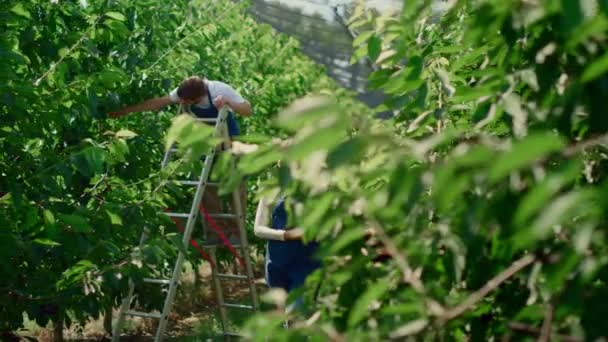Two farmers working in big green farm inspecting quality of fruit trees tablet — Stock Video