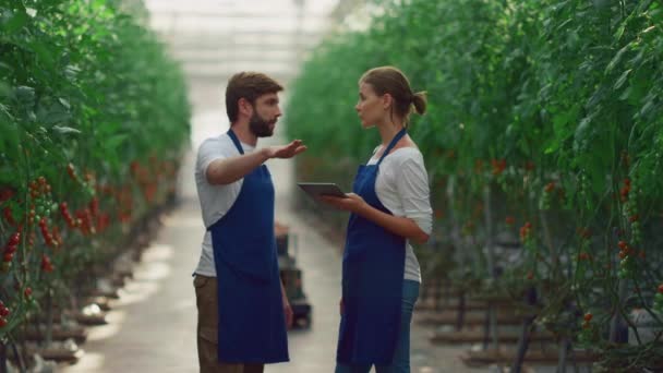 Beberapa ahli agronomi memantau produksi panen tomat di perkebunan rumah kaca — Stok Video