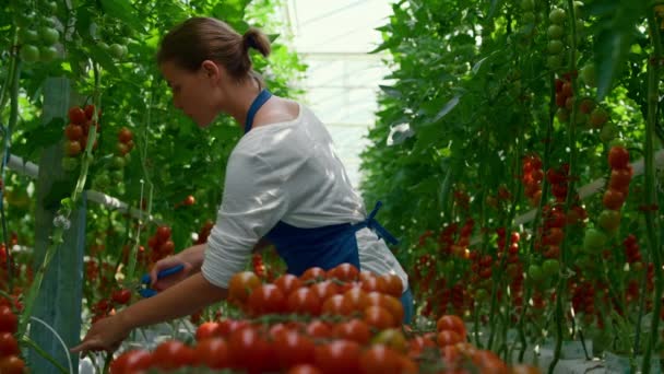 Femme agronome ramassant des tomates rouges biologiques dans une serre chaude et ensoleillée — Video