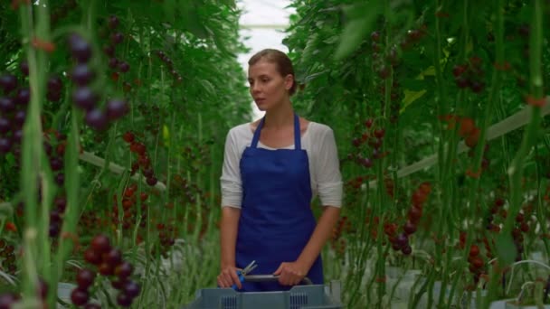 Vrouwelijke boer inspecteert tomatenplantage. Agro smakelijke groenteteelt. — Stockvideo