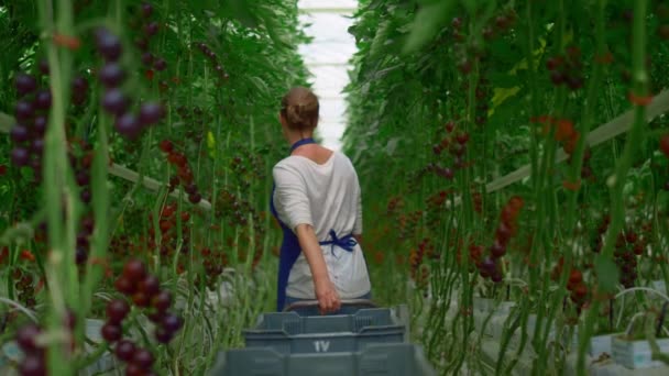 Cherry tomaat plantage landbouw vrouw werknemer. Groenten oogsten groeiconcept — Stockvideo