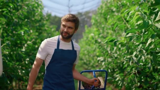 Команда сільськогосподарського працівника, що працює над плантаціями, збирає фрукти — стокове відео