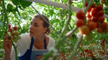 Çiftlik işçisi tabletle seradaki domates bitkilerinin kalitesini kontrol ediyor.