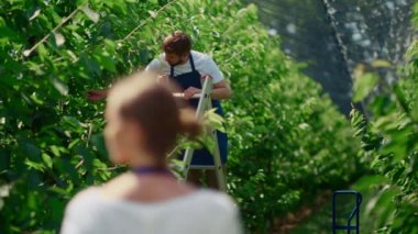 Çiftlik işçileri, yeşil tarım arazisi konseptinde böğürtlen kalitesini kontrol ediyor