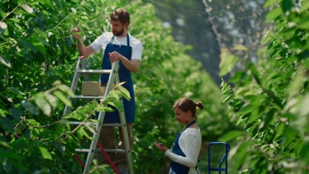 Trädgårdsmästare laget övervakar tillväxten av gröna fruktträd i solig trädgård tablett — Stockvideo