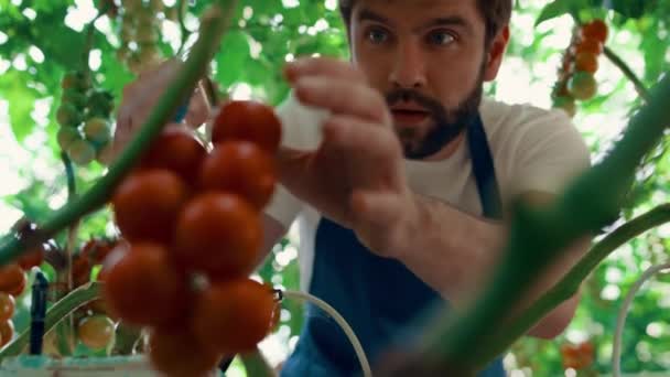 Portre çiftçisi yazın büyük kır çiftliğinde domates topluyor. — Stok video