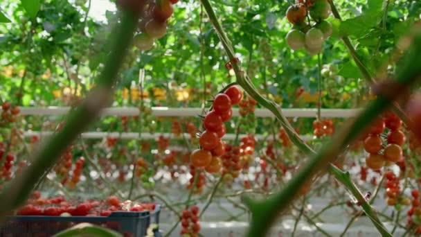 Agronomo raccogliere pomodori maturi raccolto in cassa di verdure a casa piantagione. — Video Stock