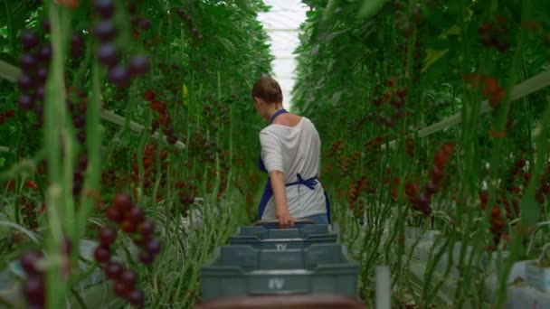 Mulher agricultora na plantação de tomate colheita madura. Conceito de cultivo profissional — Vídeo de Stock