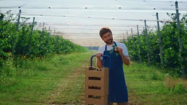 Mężczyzna rolnik gospodarstwa świeże jagody w pobliżu pola w słoneczny lato rolnictwo plantacja. — Wideo stockowe