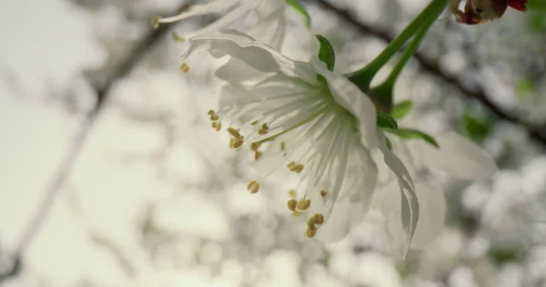白い木の花が曇り空を咲かせます。マクロ桜の花 — ストック写真