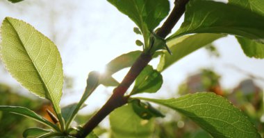 Büyüleyici yeşillikleri olan ağaç dalı yakın planda gün doğumu ışınlarına karşı çiçek açıyor..