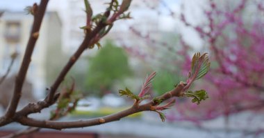 İlkbahar günü şehir parkında çiçek açan kiraz ağaçları. Huzurlu çiçek sahnesi.