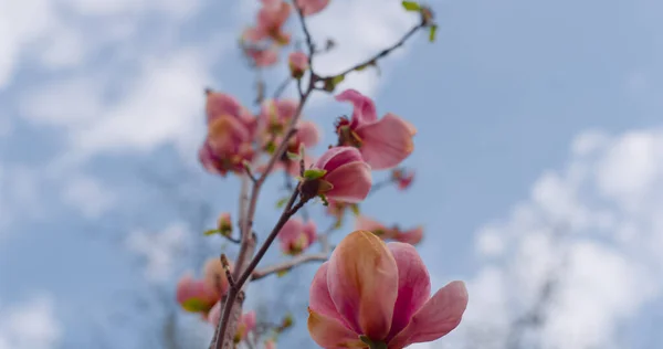 Close-up roze bloemen bloeien tegen blauwe lucht wolken. Kleine roze bloemen — Stockfoto