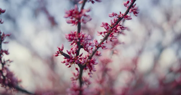 近くにはピンクの桜が咲いています。ロマンチックなシーン桜の花 — ストック写真
