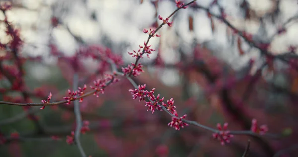 Detailní růžové květy třešní kvetoucí na zamračené obloze. Sakura květiny kvetoucí — Stock fotografie