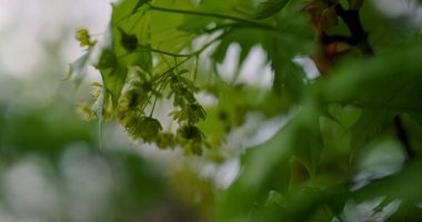 Çekici, huzurlu ormanda ağaç yaprakları yakın çekim görüntüsü. Ağaç dalında yeşiller.
