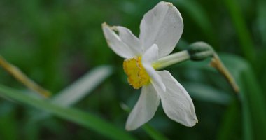 Yakından yeşil çimlerde açan beyaz çiçekler. Macro nergis çiçeği açıyor.