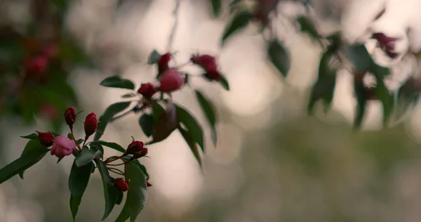 空に咲くピンクの木の花を閉じます。静かな自然を背景に. — ストック写真