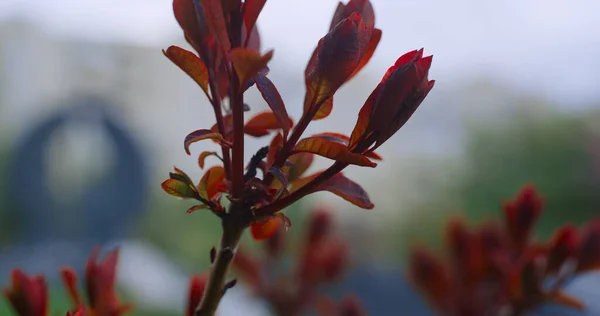 Röda blad blommar på en gren i mysiga stadsparken. Lugnt blomsterliv. — Stockfoto
