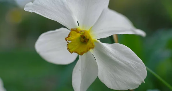 Flor de narciso de primer plano. Vista floral con encantadoras flores pequeñas floreciendo —  Fotos de Stock