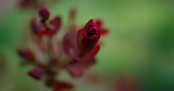 Folhas vermelhas florescendo contra a grama verde fresca no jardim de primavera quente em close-up. — Fotografia de Stock