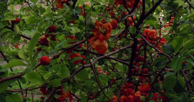 Ormanda yeşil yaprakların arasında açan kırmızı ağaç çiçekleri. Huzurlu çiçek sahnesi.