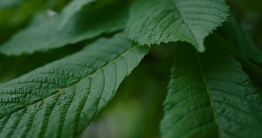 İlkbaharda küçük dallarda filizlenen çalı yaprakları yakın planda sıcak ormanlarda yetişir..