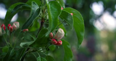 Bahçedeki taze yeşil yaprakların arasında açan ağaç çiçekleri. Doğa arkaplanı.