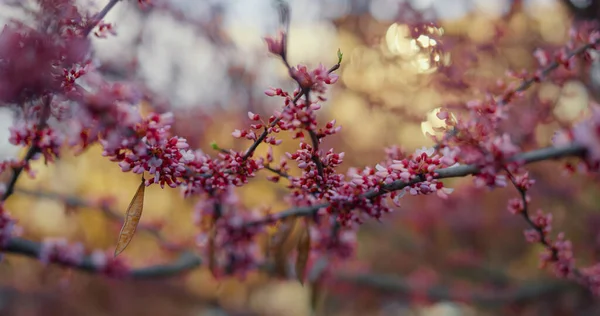 空に桜が咲く。暖かい春の庭のピンクの桜 — ストック写真