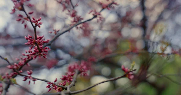春の暖かい日にピンクの桜を閉じます。桜の花 — ストック写真