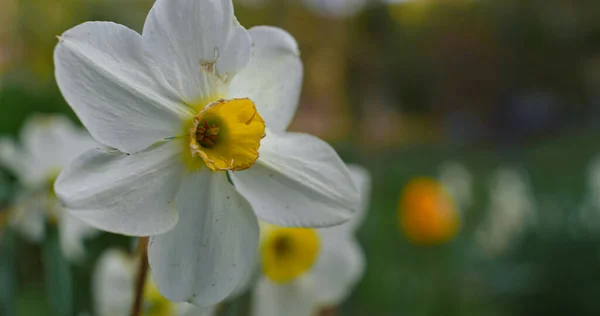 Flores de narciso que florecen en el campo de hierba verde. Fondo floral. —  Fotos de Stock