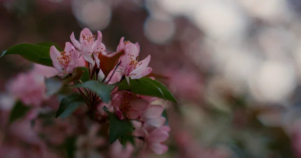 Närbild rosa träd blommor blommar. Träd blommande natur bakgrund — Stockfoto