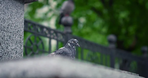 Pássaros no parque contra a vista verde fresca da árvore. Vista pacífica da natureza com pombas. — Fotografia de Stock