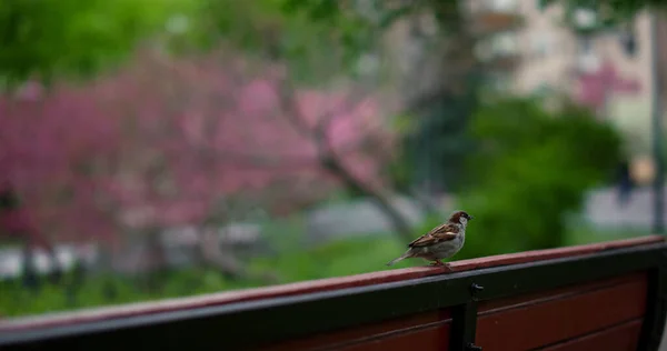 Μικρό πουλί κάθεται σε ξύλινο πάγκο κατά μεγάλο δέντρο λουλούδια ανθίζουν. — Φωτογραφία Αρχείου
